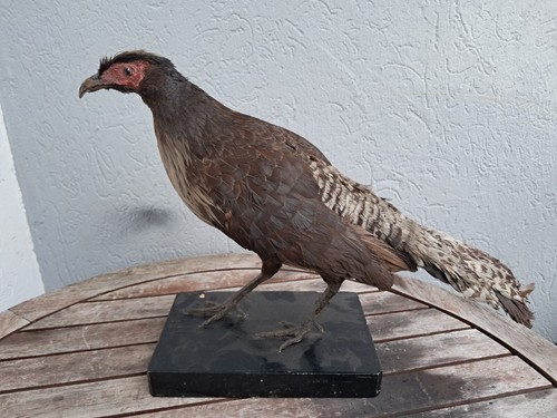 Taxidermie faisan - de,