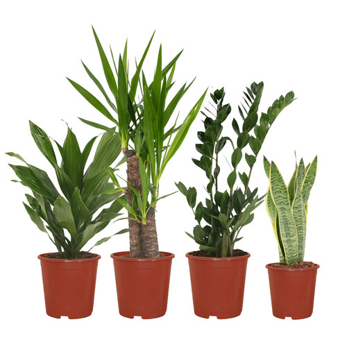 Boîte plantes facile - à,