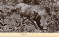 Phacochère  Vintage citrate print.  Tirage citrate  11x19  Circa 1895 