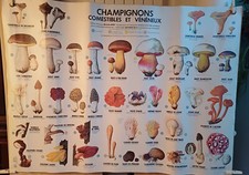 affiche scolaire plastifiée mycologie mdi  champignons comestibles et vénéneux