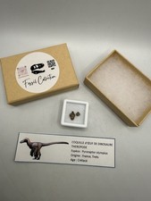 Coquille Œuf Dinosaure