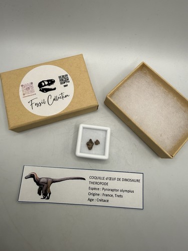 Coquille œuf dinosaure - Œuf,
