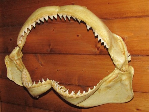 Grosse mâchoire requin - mâchoire,