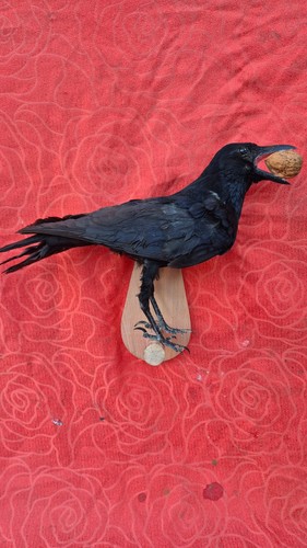 Taxidermie oiseau - taxidermie,