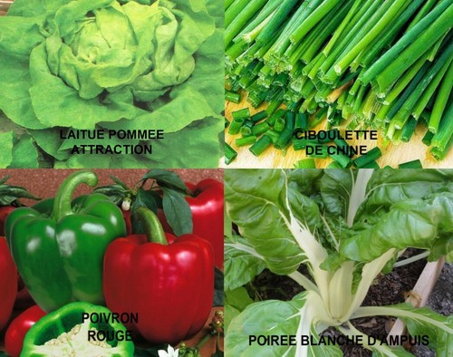 Graines legumes bio - graines,