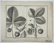 FRAISE Fraisier Caroline Ananas GRAVURE Sellier BOTANIQUE Plante Fruit XVIII°