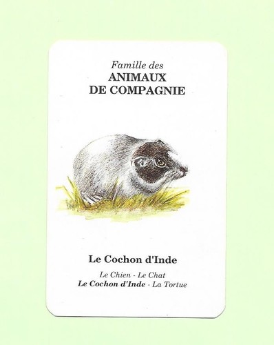 Carte elf antar animaux - carte,