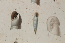 MOLLUSQUES Gravure Règne Animal CUVIER 1838 Maillot Grenaille Strophostome