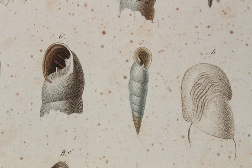 Mollusques gravure règne - gravure,