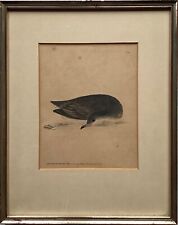 Oiseau Marin Lithographie