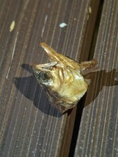 Tête de brochet naturalisée