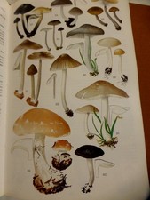 Les Champignons de France