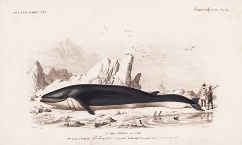 Balaenoptera rorqual baleine - rorqual,