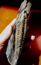 TRILOBITE ORDOVICIEN DE