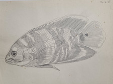 Dessin original de Marcel Bourgeois 1935 Cichlidé tropical – Attribué – 27x21 cm