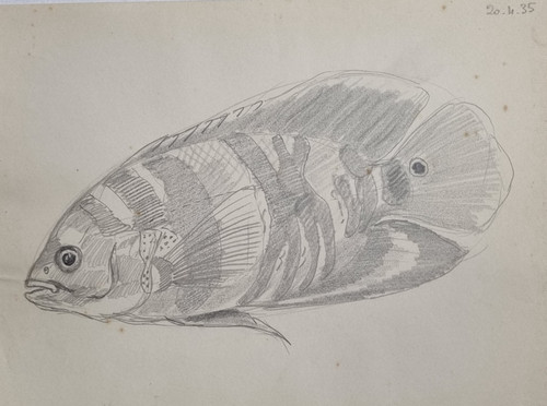 Dessin original marcel - dessin, de
