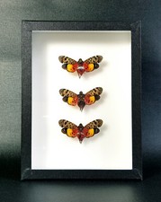 Fulgores naturalisés 