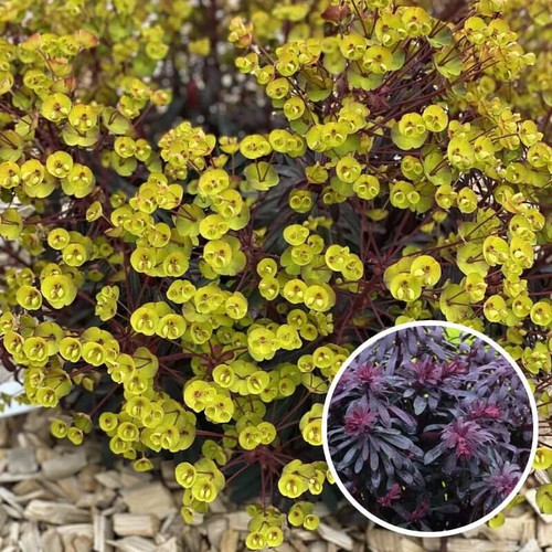 Euphorbia characias miners - euphorbia, 'miners