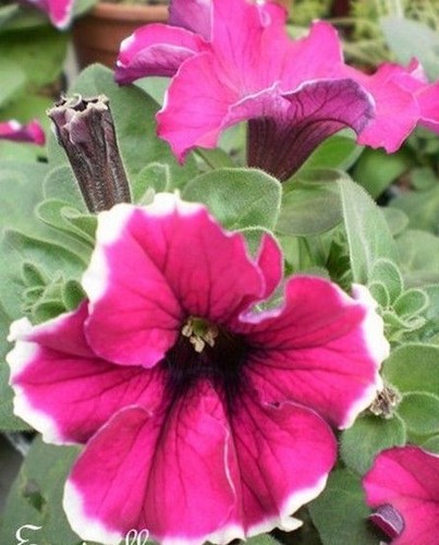Surfinia pétunia rose - surfinia, 'rose