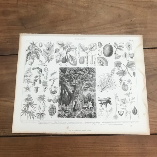 Gravure 19eme siècle - gravure,