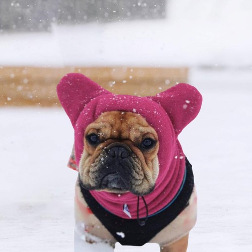 Bonnet chaud pour chien