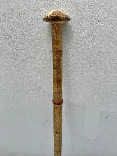 Canne ancienne cane - ancienne,