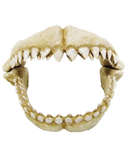 Dents requin 2x12 2x11 - dents, 17,2x12,2x11,3