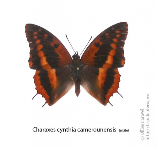 Entomologie papillon - entomologie,