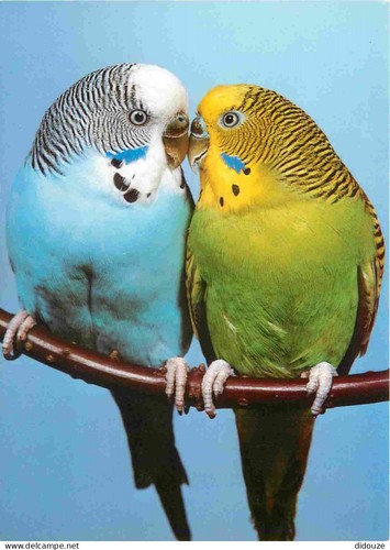 Carte postale animaux - -,