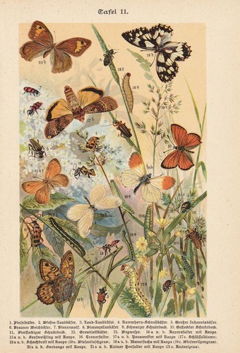 Papillons caterpillar - papillons,