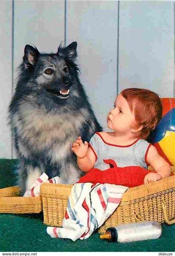 Carte postale animaux - carte,