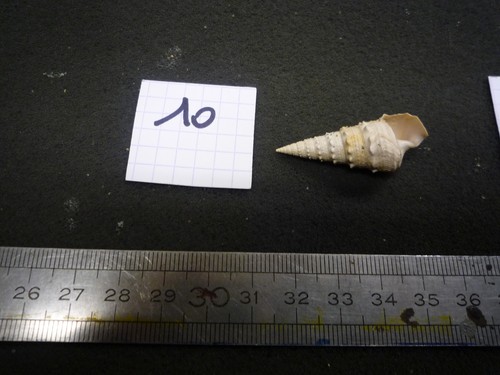 151 bis tympanotonus - b,