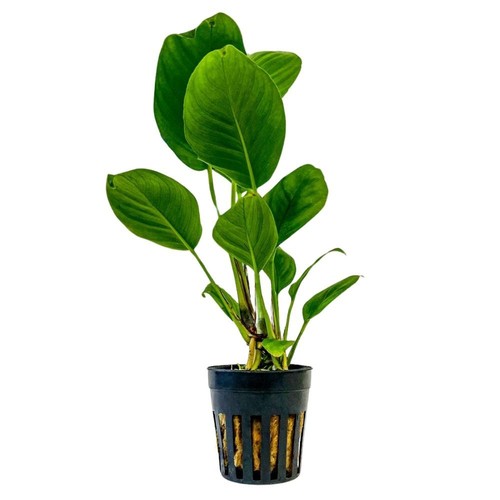 Plante aquarium anubias - d’aquarium,