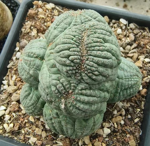 Sale rare cacti - rare,