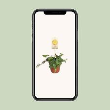 Peperomia Hope - Facile