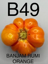 graine / seed tomate taille