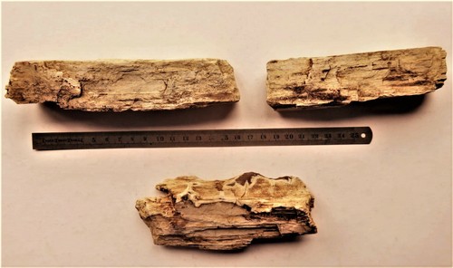 Bois fossile silicifié haute - bois,