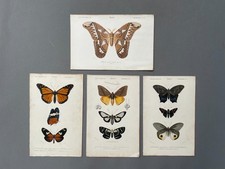 Histoire naturelle papillons - naturelle,,