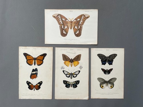 Histoire naturelle papillons - histoire,