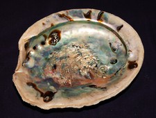 Coquille De Escargot Seeohr