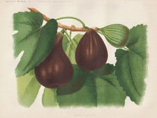 Fig Figuier Figue Figs Arbre