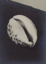 Georgette Chardoune, nature morte, coquillage ovula  Vintage print. Signature de