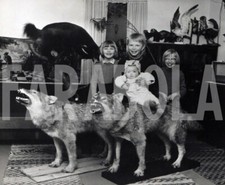 Photo De Presse Vintage Animaux Finlande Loups Empaillés 1962 Tirage 18x13 Cm