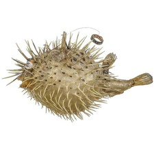 Poisson diodon holocanthus -