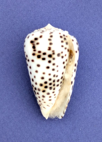 Conus pulicarius - , (puncticulis)