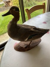 Petit canard  naturalisé  taxidermie cabinet de curiosité déco chasse