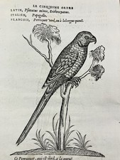 Perroquet Vert en 1557 Papagallo Ornithologie Rare Gravure Oiseau Belon