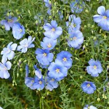 LIN - LIN - Linum usitatissimum 100+ graines haute teneur en huile He 038