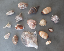 TRES BEAU LOT COQUILLAGES DE COLLECTION DIVERSES PROVENANCES