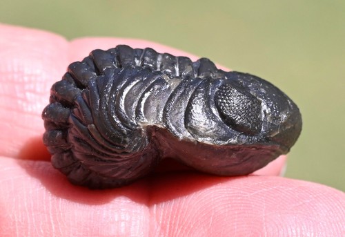 Trilobite fossil out - trilobite, of
